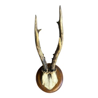 Roe Deer Trophy 127 Black Forest Antlers For Sale