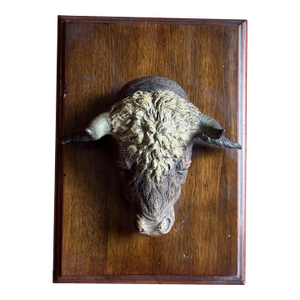 Antique 19th Century Cold Painted Vienna Bronze Clip of a Cow or Bull Head Mounted on a Mahogany Base
