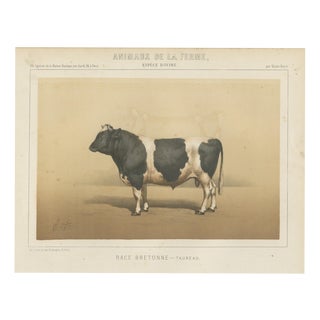 Borie, Breton Bull, French Cattle Breed, 1863, Chromolithograph For Sale