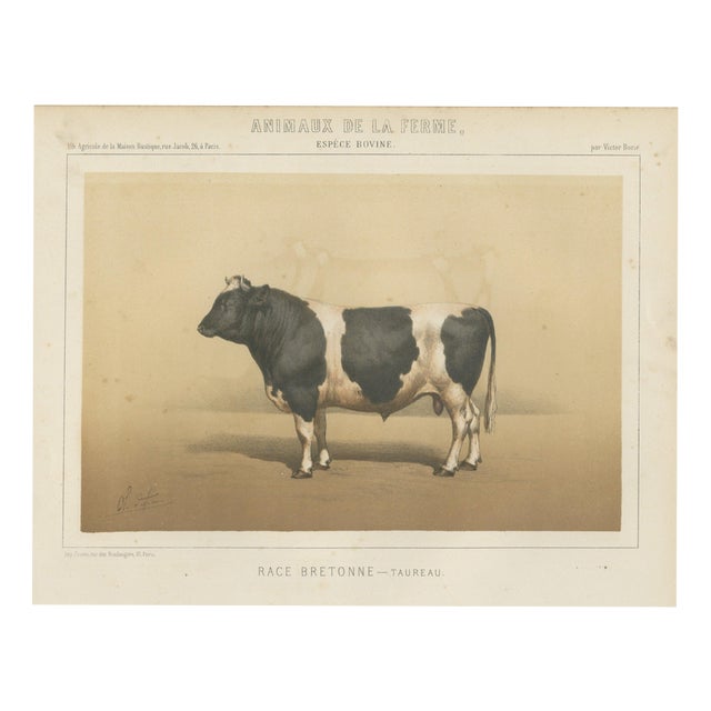 Borie, Breton Bull, French Cattle Breed, 1863, Chromolithograph For Sale