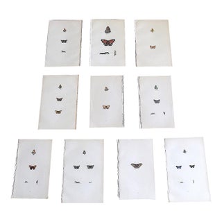 Antique 19th Century Hand Colored Butterfly Lithographs - Set of 10 For Sale