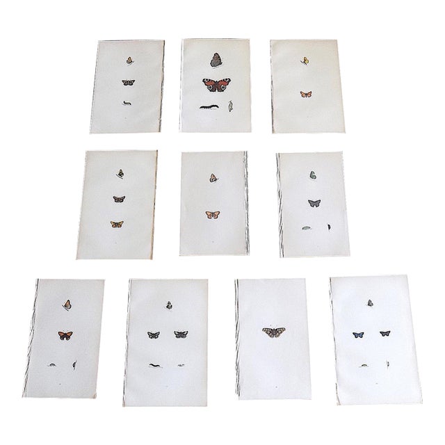 Antique 19th Century Hand Colored Butterfly Lithographs - Set of 10 For Sale