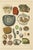 Dr. Gustav Adolph Kenngott, Mineralogy Quartz, Agate & Tourmaline, 1888, Chromolithographs, Set of 3 For Sale - Image 4 of 13