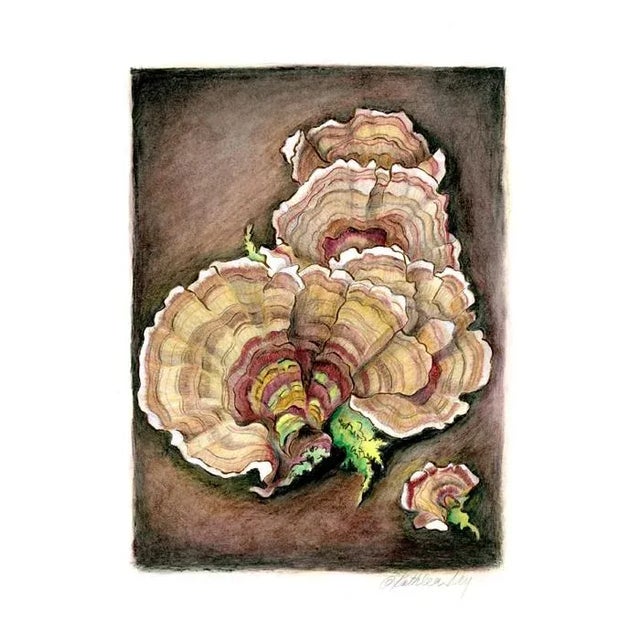 "Turkey Tails 2" Contemporary Original Fine Art Still Life Drawing by Kathleen Ney For Sale