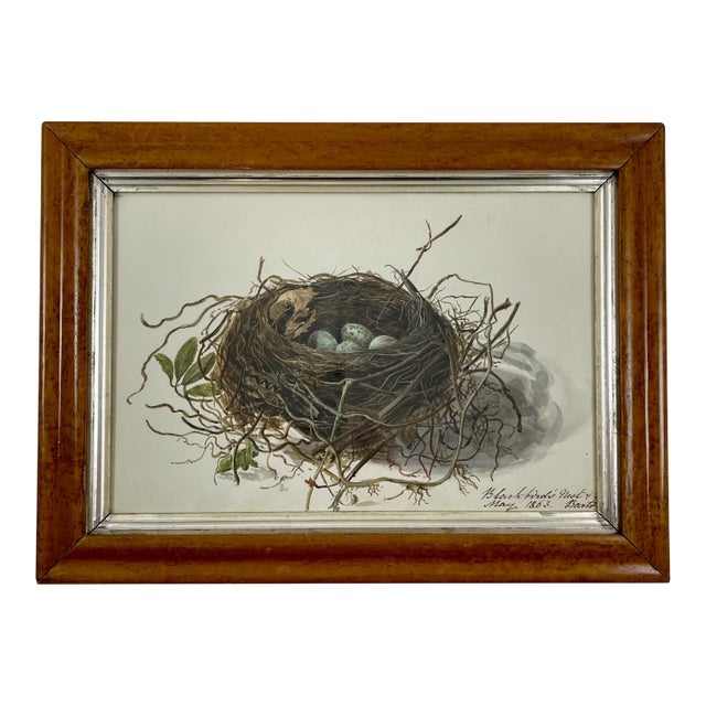English Regency Period Original Watercolor Maple Frame Blackbird Nest and Eggs For Sale