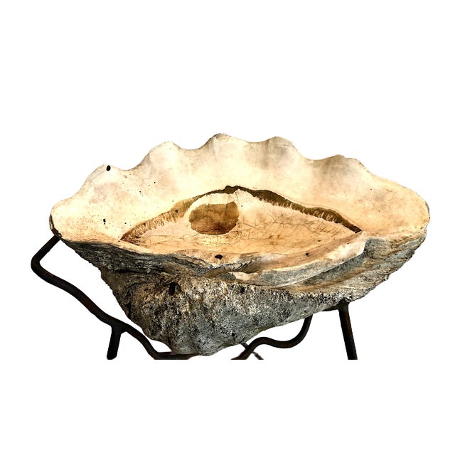 Oyster Gray Giant Natural Fossilized Clam Shell For Sale - Image 8 of 9