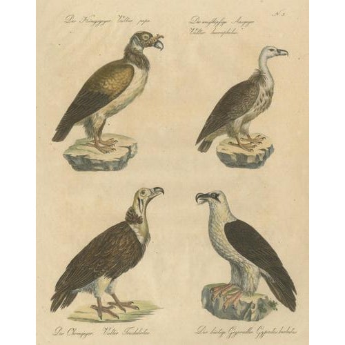 Black Karl Joseph Brodtmann, Vultures & Birds of Prey, 1816, Lithograph For Sale - Image 8 of 9
