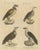 Black Karl Joseph Brodtmann, Vultures & Birds of Prey, 1816, Lithograph For Sale - Image 8 of 9