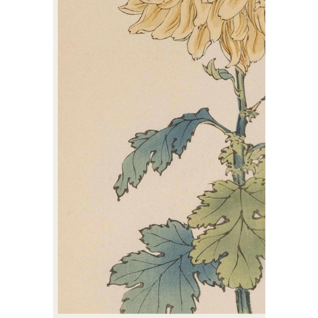 Yellow Mum by Hasegawa, Vintage Japanese Botanical Art Print, 8" X 12" For Sale - Image 4 of 8