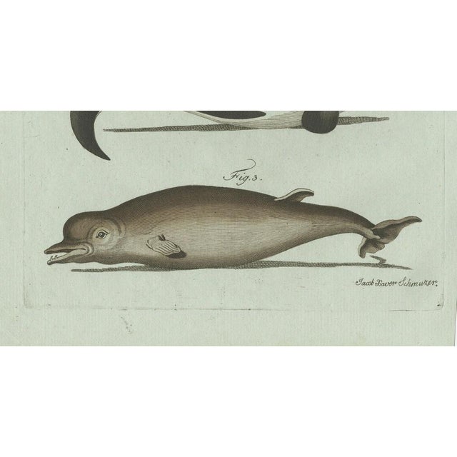 Paper Bertuch, Orca, Whale and Dolphin, 1805, Engraving For Sale - Image 7 of 9