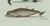 Paper Bertuch, Orca, Whale and Dolphin, 1805, Engraving For Sale - Image 7 of 9