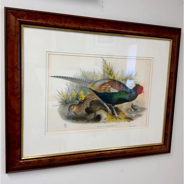 Mid-Century Modern John Gould Japanese Pheasant "Phasianus Versicolo" Large Lithograph, Framed For Sale - Image 3 of 11
