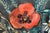 Friedrich Kunitzer, Still Life with Poppies & Jug, 1970s, Oil on Canvas, Framed For Sale - Image 8 of 13