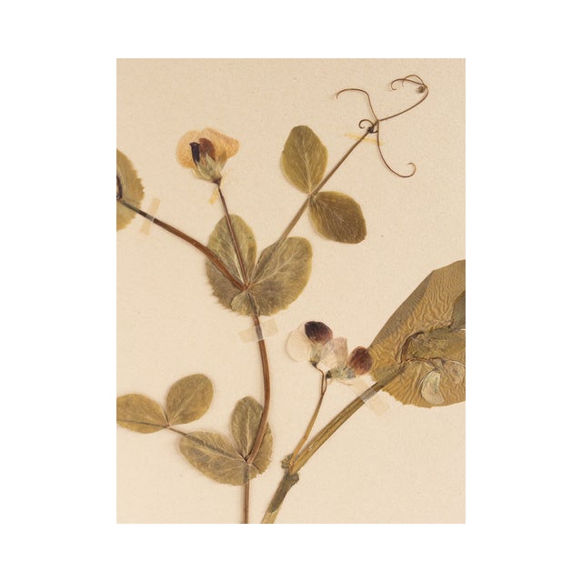 Vintage Swedish Herbarium - Sweet Pea, circa 1958
