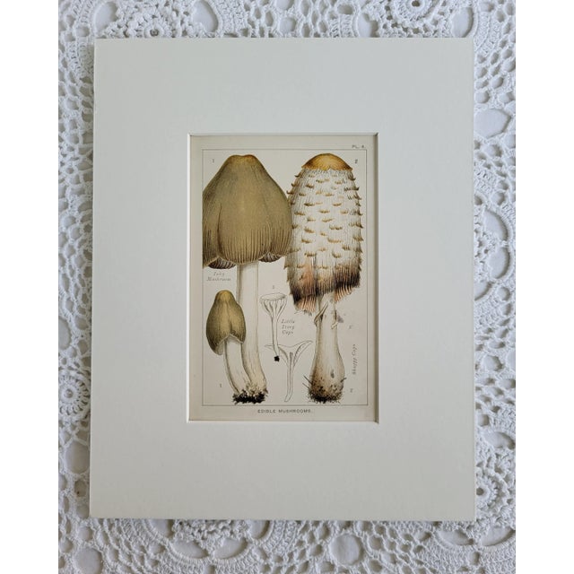 Late 19th Century Matted 8" X 10" Edible Mushrooms Antique Color Lithograph For Sale - Image 5 of 5