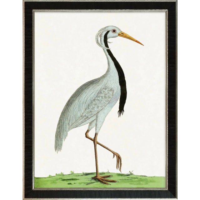 Brand New series of giclee reproductions after engravings by Eleazar Albin. The illustrations were originally drawn in...