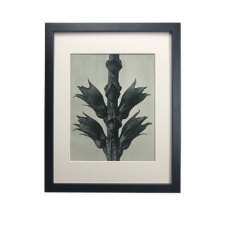 Framed Antique Photogravure Blossfeldt Botanical Print - No. 24 For Sale