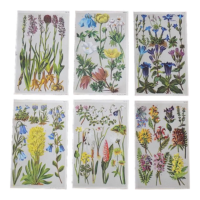 Authentic Antique 19th Century Botanical Color Lithographs - Set of 6 For Sale