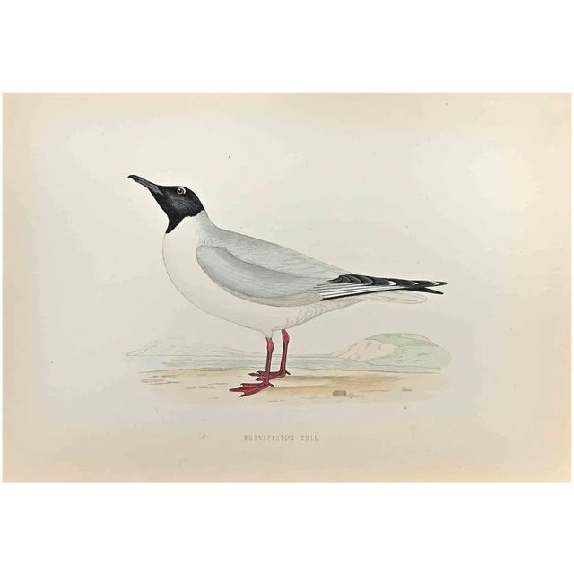 Buonaparte's Gull is a modern artwork realized in 1870 by the British artist Alexander Francis Lydon (1836-1917) . Woodcut...