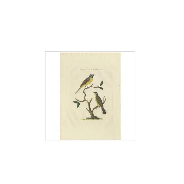 Antique print titled 'motacilla boarula'. The yellow wagtail is a small, graceful, yellow and green bird, with a medium-...