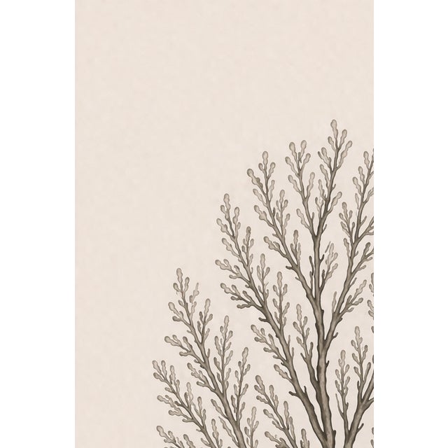 Tan Delicate Coral Study, Minimalist Coastal Botanical Art Print, 24" × 36" Reproduction For Sale - Image 8 of 10