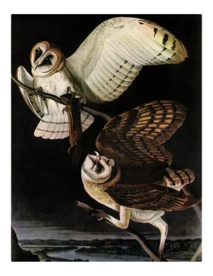 Audubon 5, Unframed Artwork