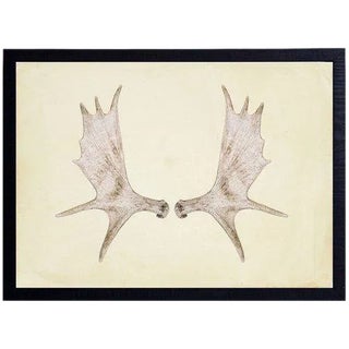 Horizontal Antlers - 33" X 25" For Sale