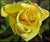 "Yellow Rose" signed Original Oil on Canvas by Want Johnston Canvas Size: 31" x 35" Frame Size: 42" x 46" Custom Frame...