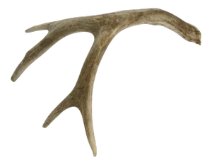 Natural 4 Point Antler
