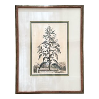 17th C European Hand-Colored Lithograph, Botrys Mexicana Odorata For Sale
