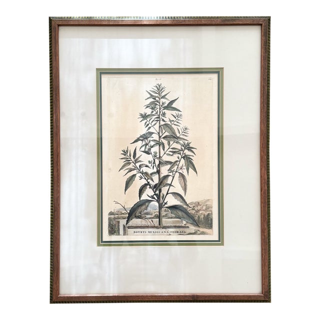 17th C European Hand-Colored Lithograph, Botrys Mexicana Odorata For Sale