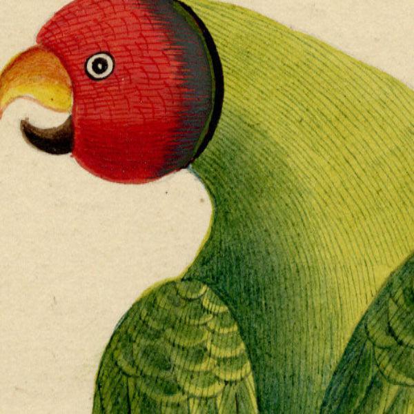 Indian Company School Artist, Indian Bird, 18th Century, Watercolor, Set of 8 For Sale - Image 13 of 18