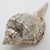 Vintage Italian Genuine Silver 800 Sea Shell Shaped Trinket Box from Florence, 1970s For Sale - Image 4 of 13