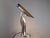 Black Tharsis Table Lamp by Luis Perez De La Oliva, 1973 For Sale - Image 8 of 8