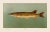 2020s American Fish 37 the Pike by Harris CFA Edition Giclee Print For Sale - Image 5 of 6