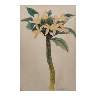 Joseph Stella (American, 1877–1946) Floral Study, Pencil and Crayon on Paper For Sale