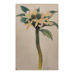 Joseph Stella (American, 1877–1946) Floral Study, Pencil and Crayon on Paper