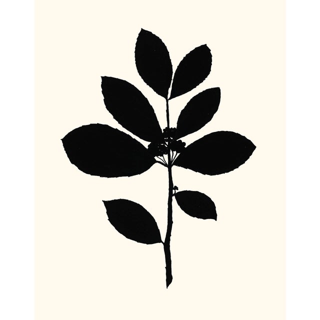 ﻿'Tea Tree' A fine art giclée printed with archival inks on artist's paper, from an original india ink drawing by...