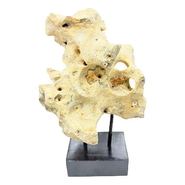 Indonesian Coral Stone On Teak Stand For Sale