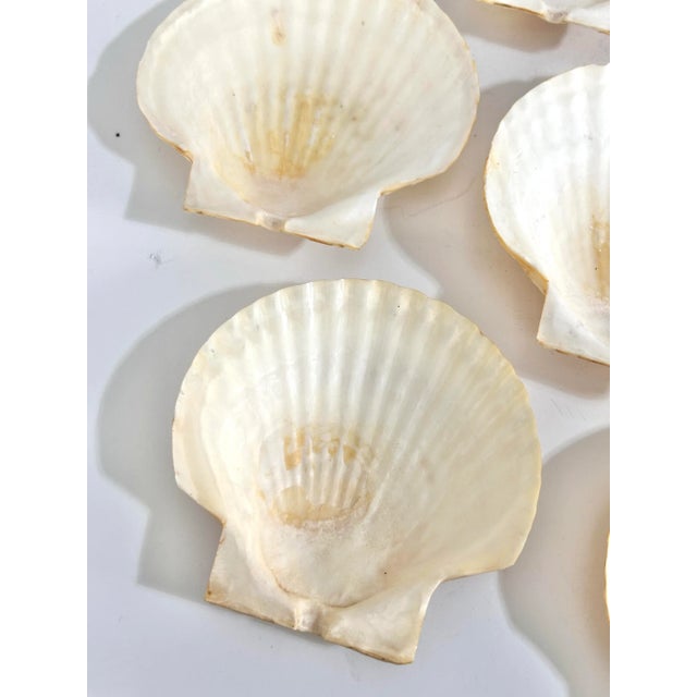 Shell Vintage Natural Scallop Shell Appetizer Plates – Coastal Entertaining Seafood Serving Set (7) For Sale - Image 7 of 12