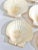 Shell Vintage Natural Scallop Shell Serving Dishes, Coastal Set of 7 For Sale - Image 7 of 12