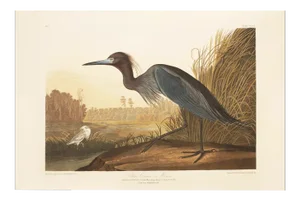 1990s Blue Heron or Crane by Audubon, Large American Classical Print