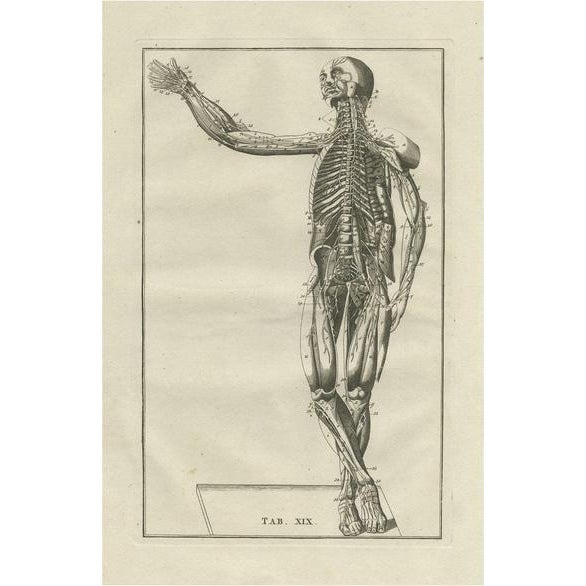 Paper Bartolomeo Eustachi, Anatomy Illustration of the Muscular System, 1798, Print For Sale - Image 7 of 7
