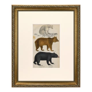 19th Century English Hand Colored Bear Engraving by Goldsmith For Sale