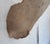 Whitetail Deer 9 Point Mount Head and Bust For Sale - Image 14 of 18