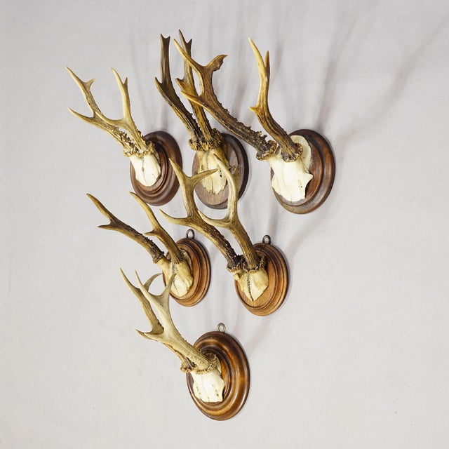 Antique Set of Six Roe Deer Trophies on Turned Plaques Germany ca.1900s For Sale - Image 4 of 7