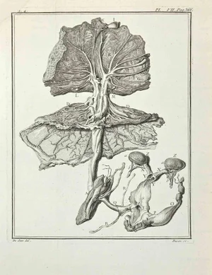 Pierre Francois Basan after Founan, Anatomy of Animals, Etching, 1771
