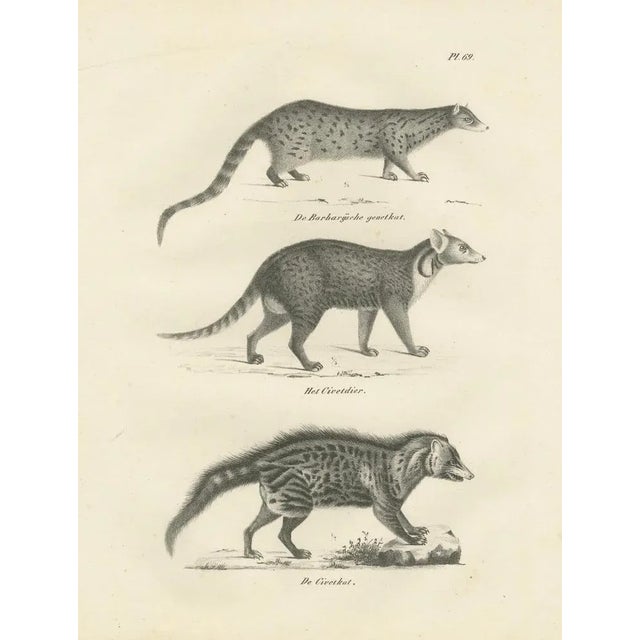 Mid 19th Century Genet and Civet and African Civet, 1836, Lithograph For Sale - Image 5 of 10