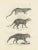 Mid 19th Century Genet and Civet and African Civet, 1836, Lithograph For Sale - Image 5 of 10