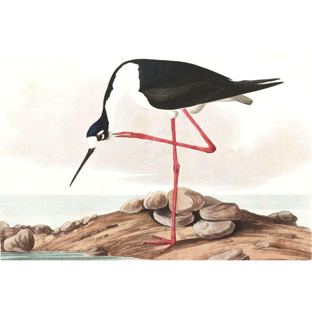 A striking study from John James Audubon's celebrated Birds of America collection, featuring the elegant Long-Legged...